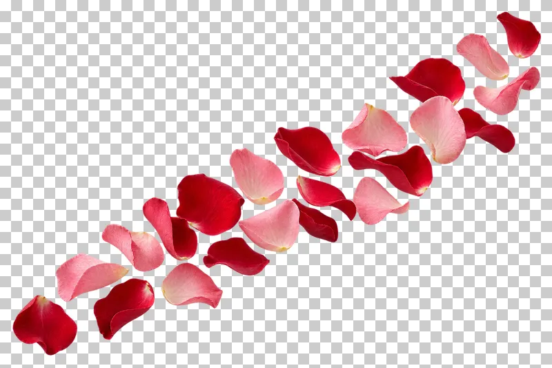 A diagonal stream of scattered blush-pink and crimson rose petals.