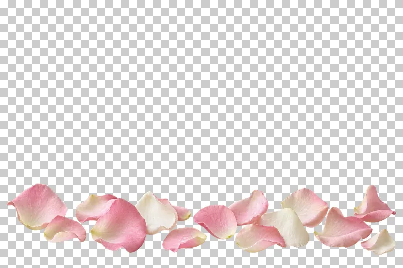A delicate bottom border of scattered blush-pink and ivory rose petals.