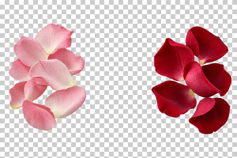 Two separated groups of pink and crimson rose petals with a clear center.