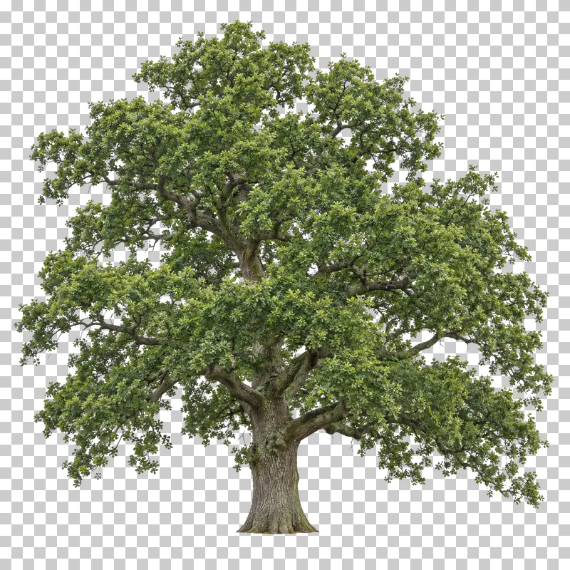 English oak with a broad irregular green crown, twisting boughs and a short furrowed trunk.