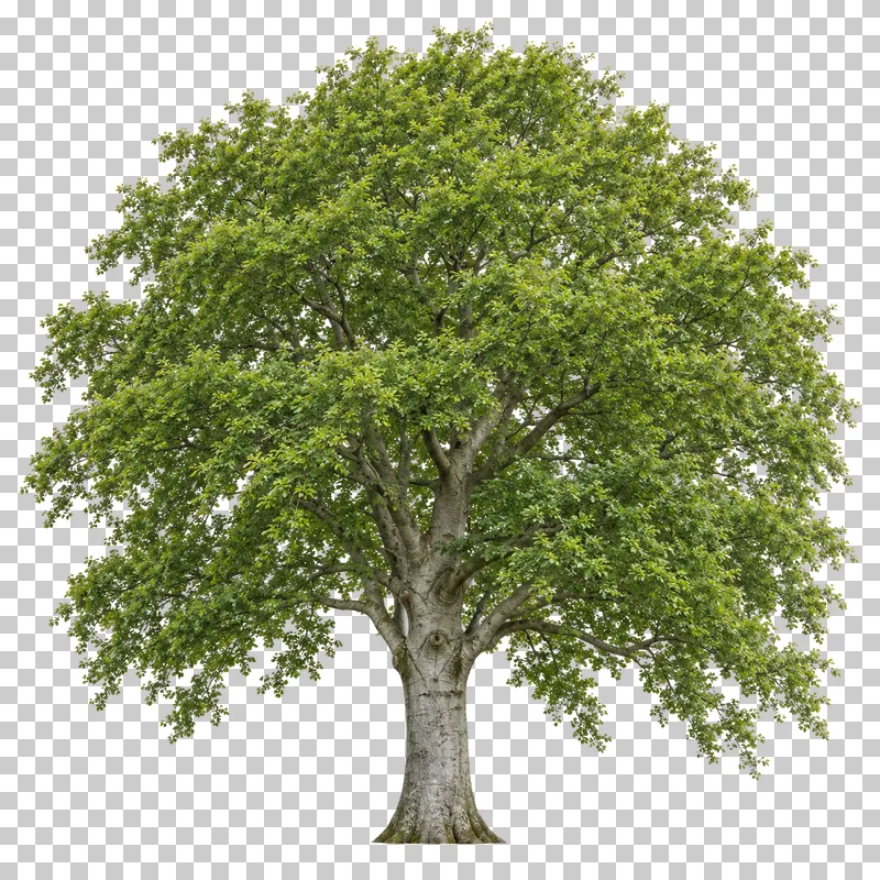 European beech with dense fine green foliage, sweeping limbs and a smooth silver-gray trunk.