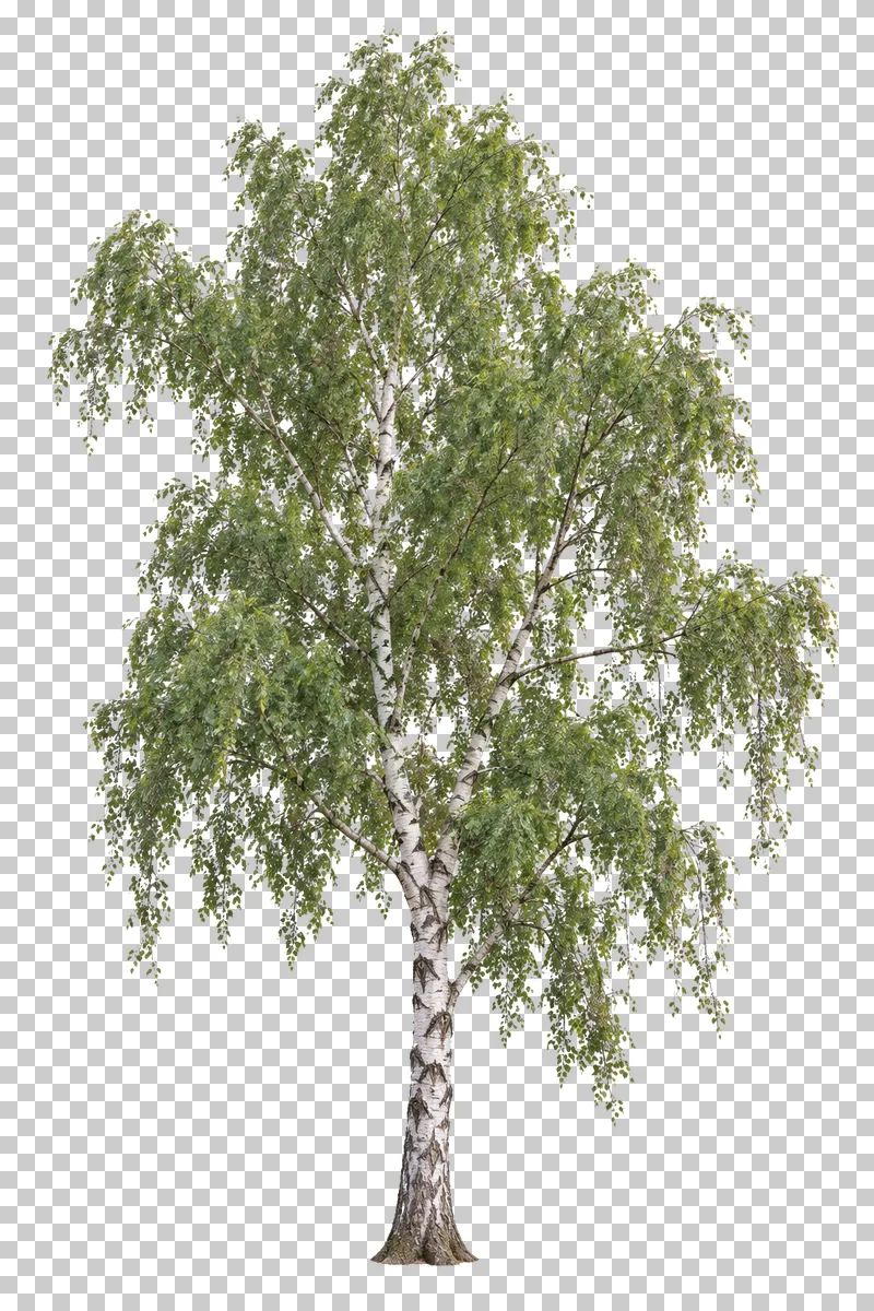 Silver birch with an airy drooping crown, fine twigs and a white trunk with dark fissures.