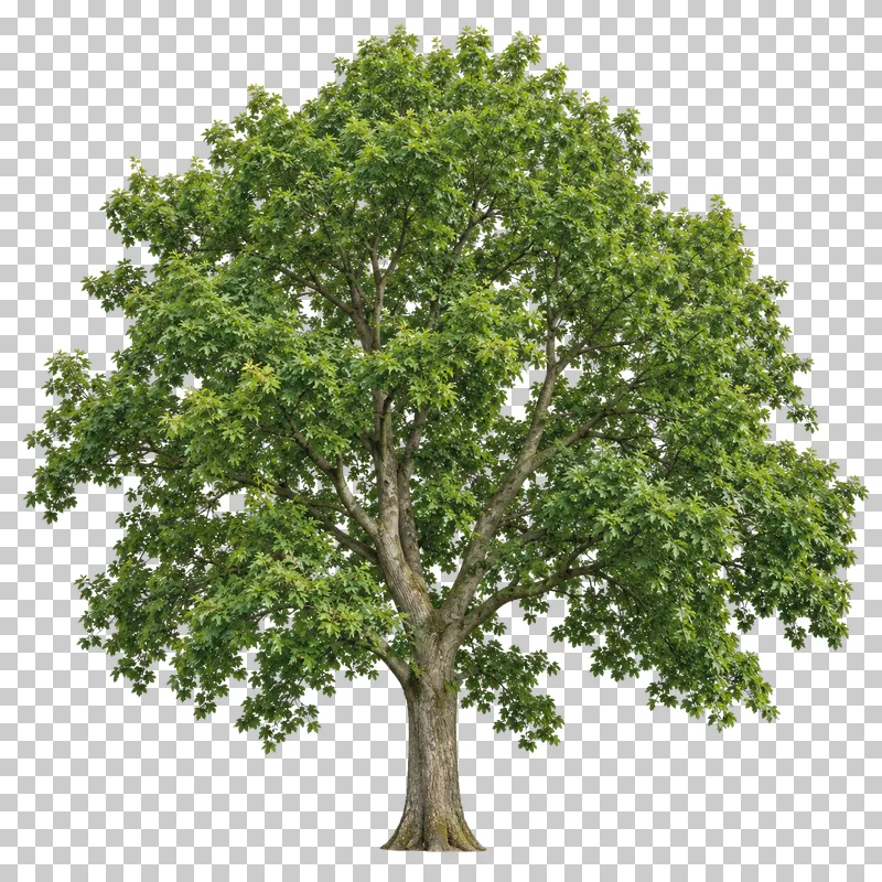 Norway maple with a rounded green crown, lobed leaves and strongly ascending forked branches.