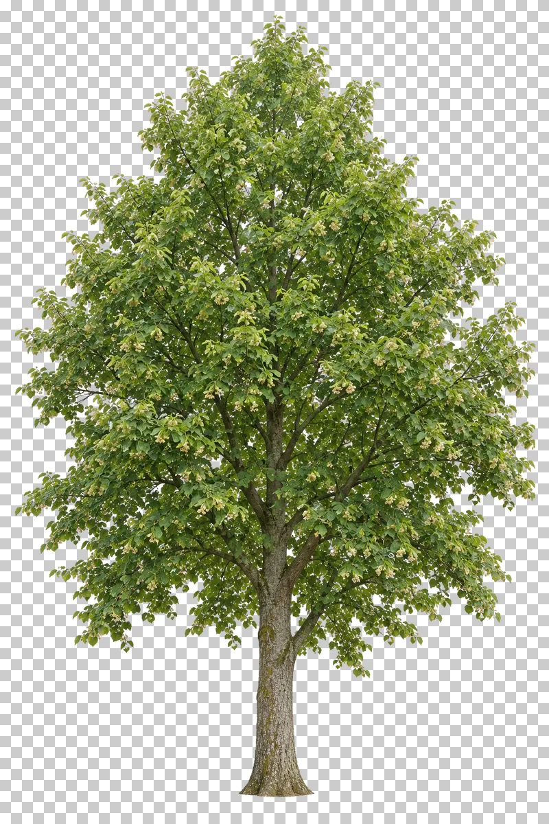 Small-leaved lime with a tall tapered crown, arching lower branches and green foliage.