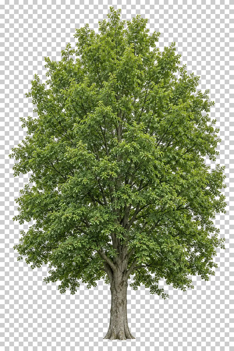 European hornbeam with a dense upright oval crown, layered foliage and a fluted gray trunk.