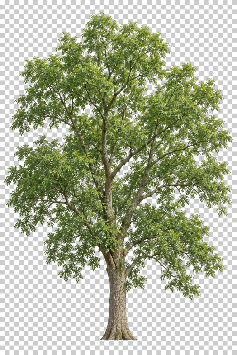 European ash with an open high crown, upward forks and airy compound green foliage.