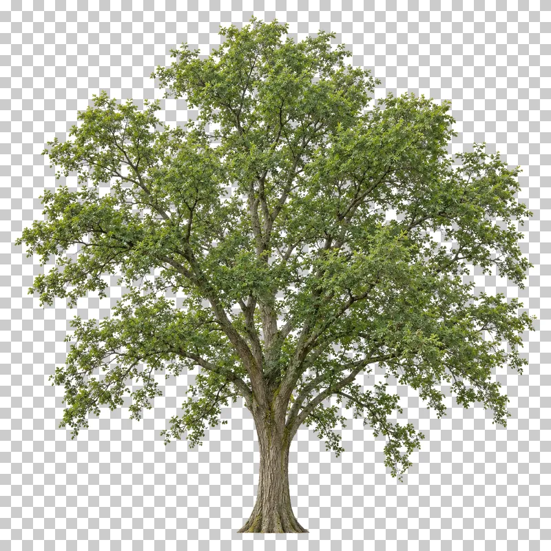 Field elm with vase-shaped branching, a broad uneven canopy and a distinct central trunk.