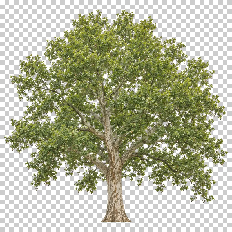 London plane with angular spreading limbs, a broad green crown and mottled cream-gray bark.
