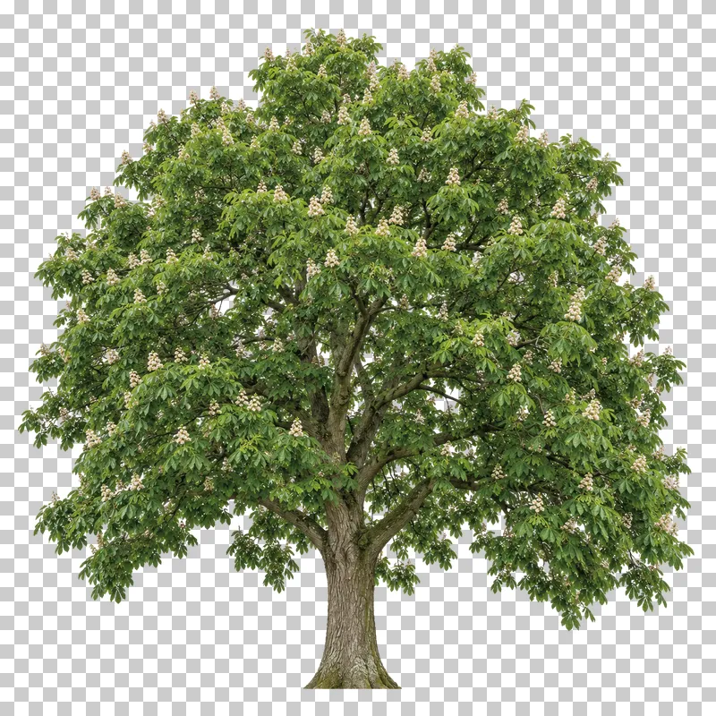 Horse chestnut with a heavy rounded crown, palmate leaves and cream flower spikes.