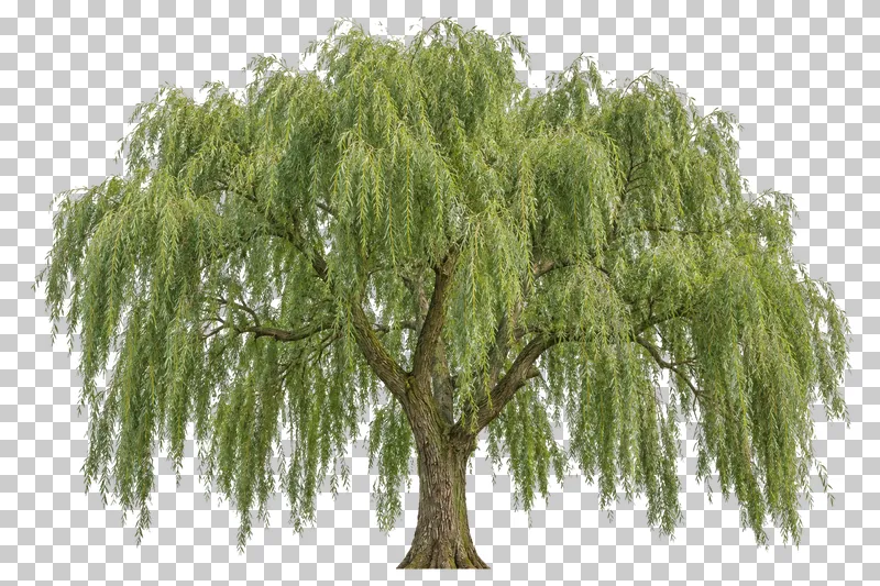 Weeping willow with a broad domed crown, long hanging green sprays and a forked trunk.