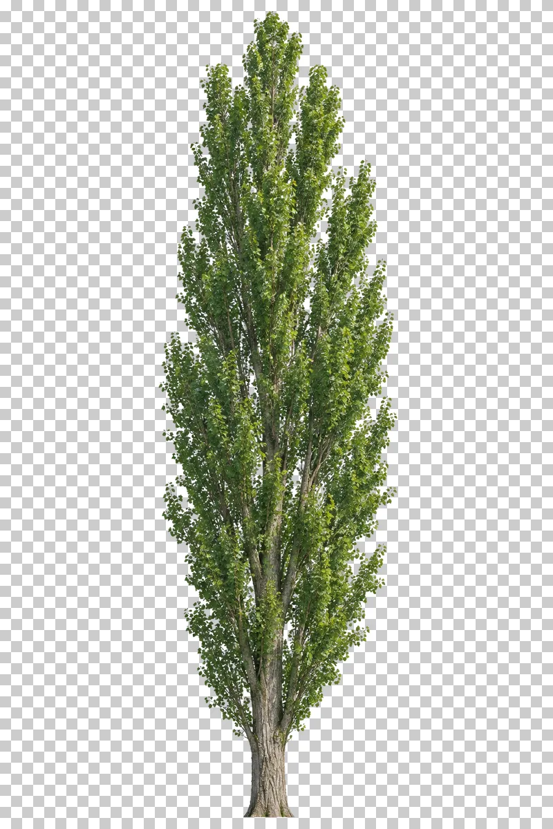 Lombardy poplar with a tall narrow columnar crown and tightly ascending branches.