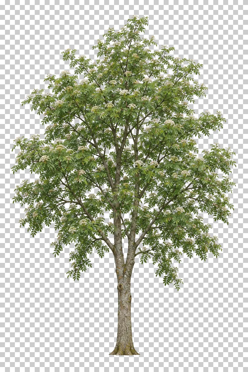 Rowan with slender upright forks, pinnate green leaves and small cream flower clusters.