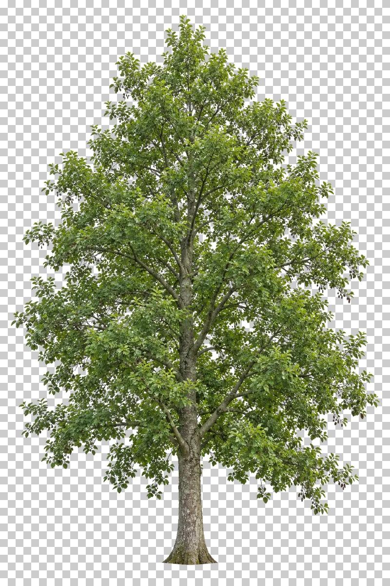 Common alder with a tapered upright crown, staggered branches and rounded green foliage.