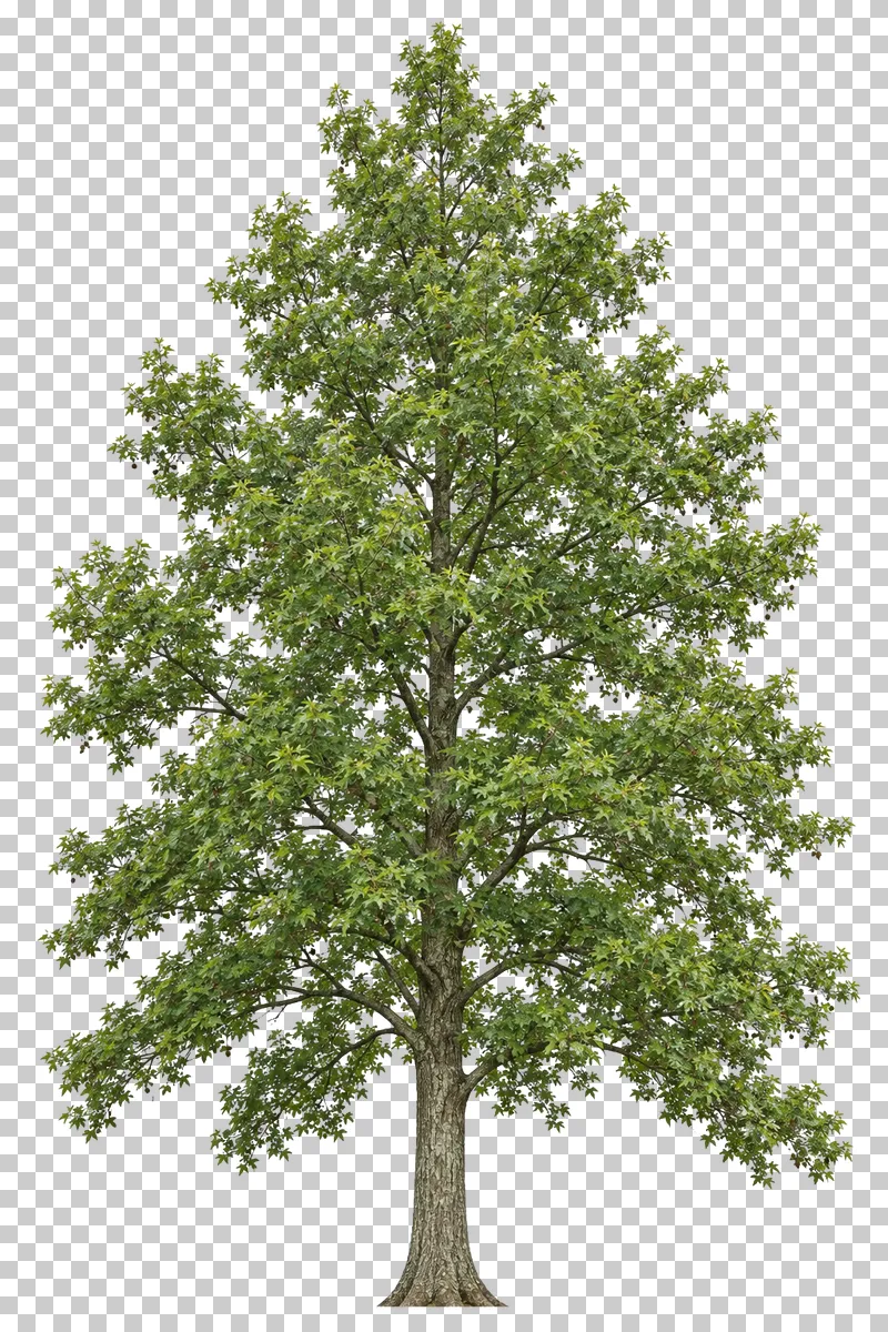 Sweetgum with a pyramidal green crown, tiered branches and star-shaped leaves.