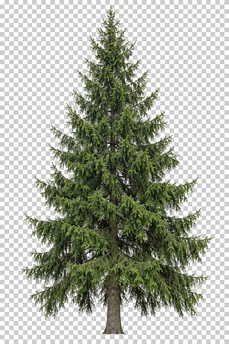Norway spruce with a pointed crown, descending branches and pendulous needle-covered branchlets.
