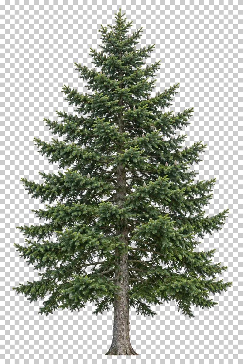 Silver fir with horizontal branch tiers, dark green needles, upright cones and a straight trunk.