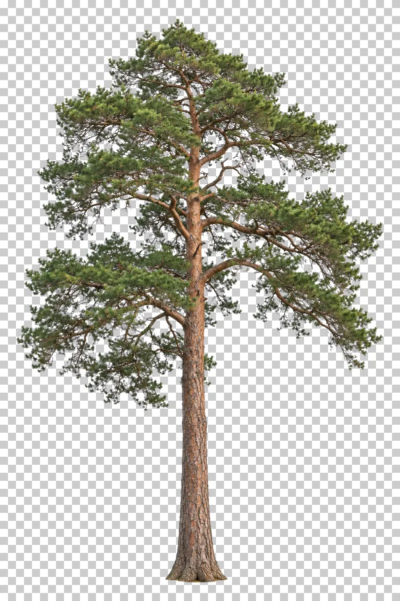 Scots pine with a tall warm-colored exposed trunk and a sparse asymmetric high crown.