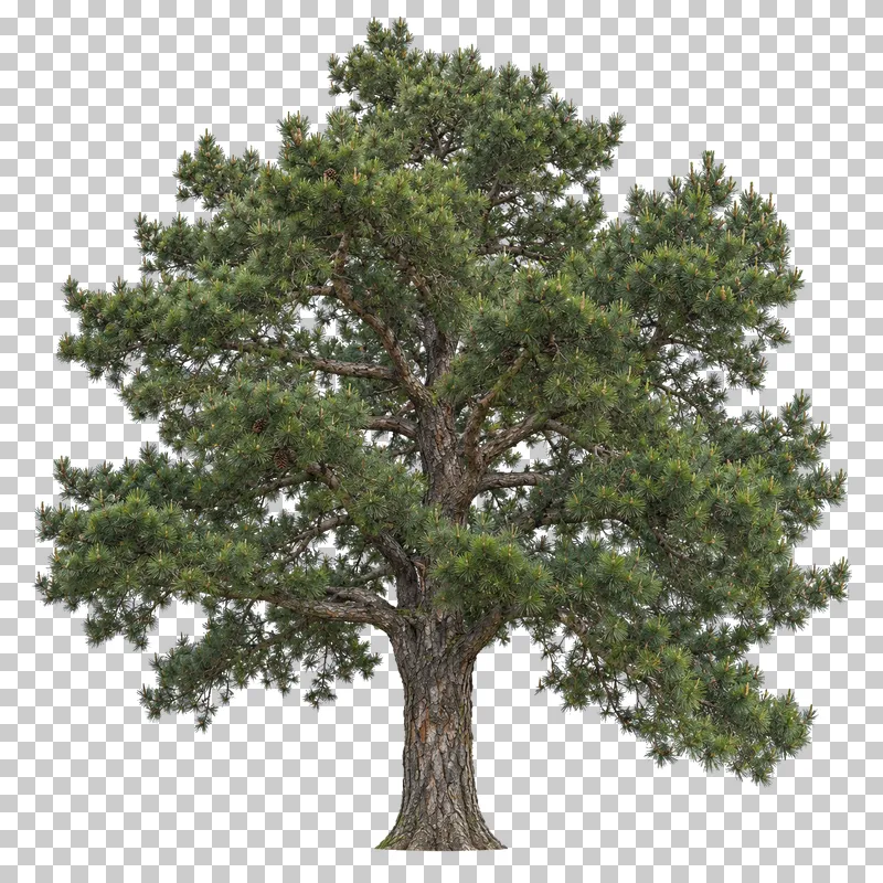 Austrian black pine with a broad dense crown, long dark needles and thick fissured bark.
