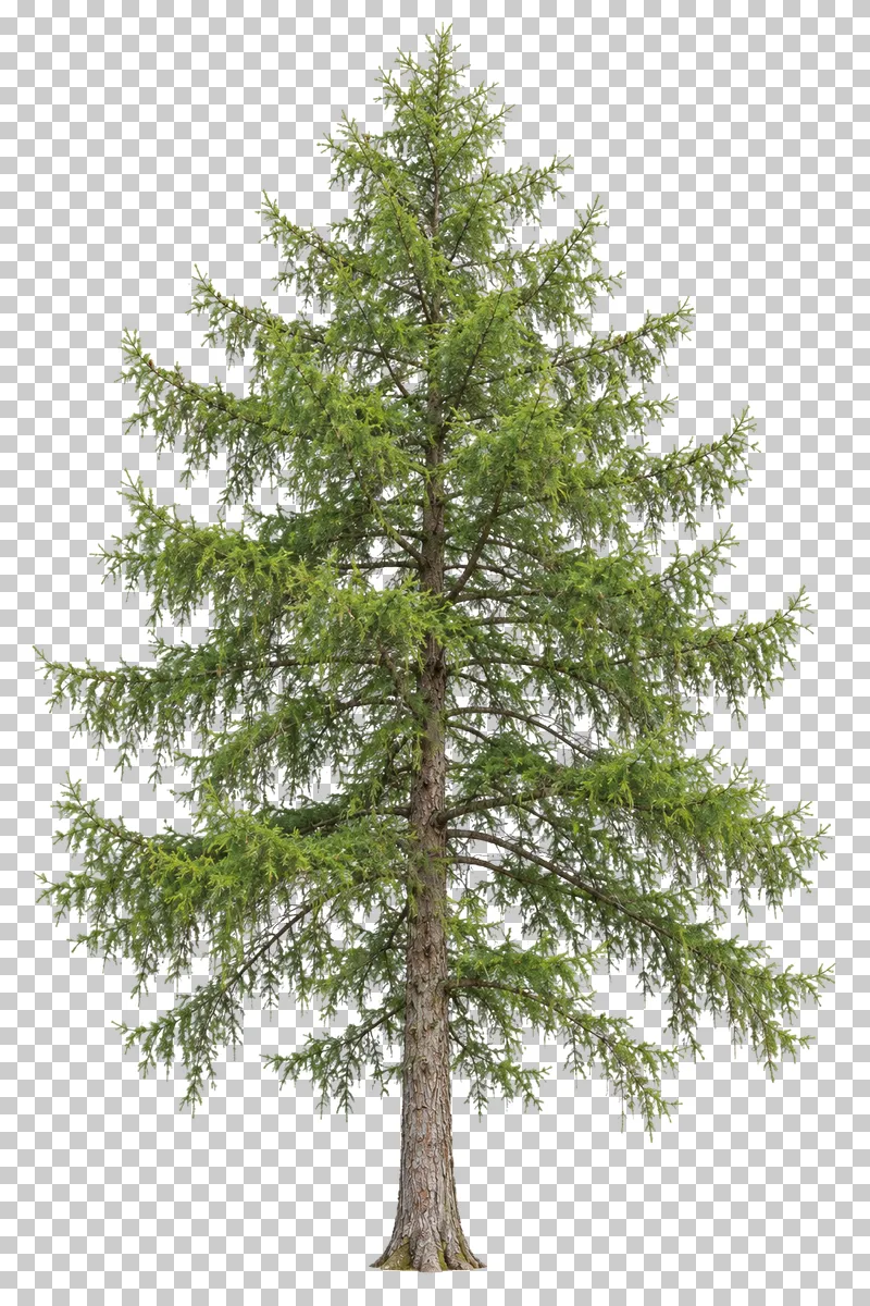 European larch with a slender conical crown, spaced boughs and soft fresh green needles.