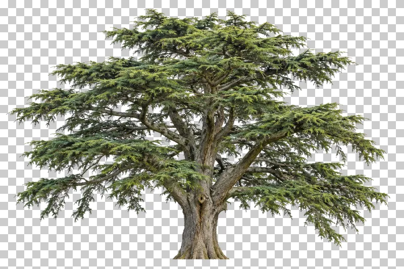 Cedar of Lebanon with a wide layered crown, horizontal boughs and heavy irregular trunk forks.