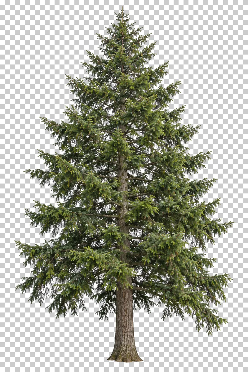 Douglas fir with a tall conical crown, ascending boughs, hanging tips and a coarse straight trunk.