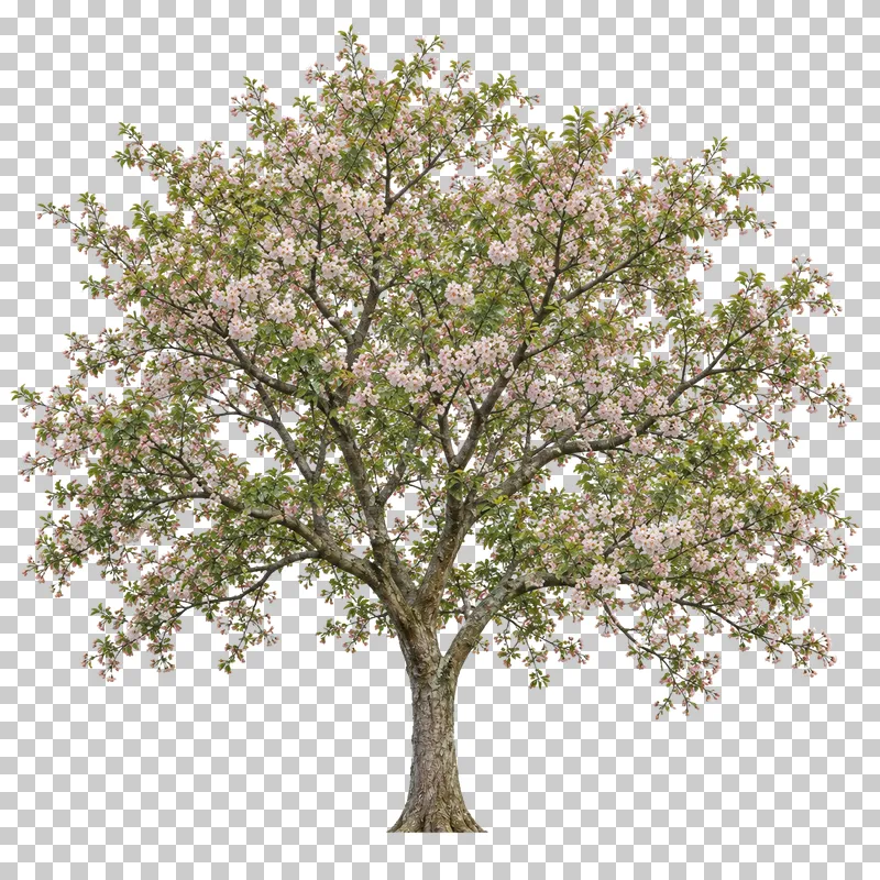 Flowering cherry with a spreading vase-shaped crown, pale pink blossoms and green leaves.