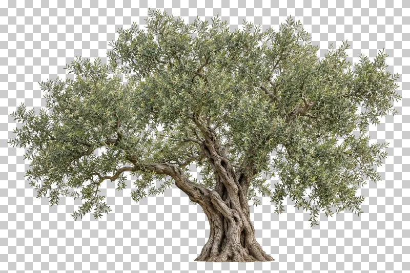 Olive tree with a low wide silver-green crown and an old gnarled twisting trunk.