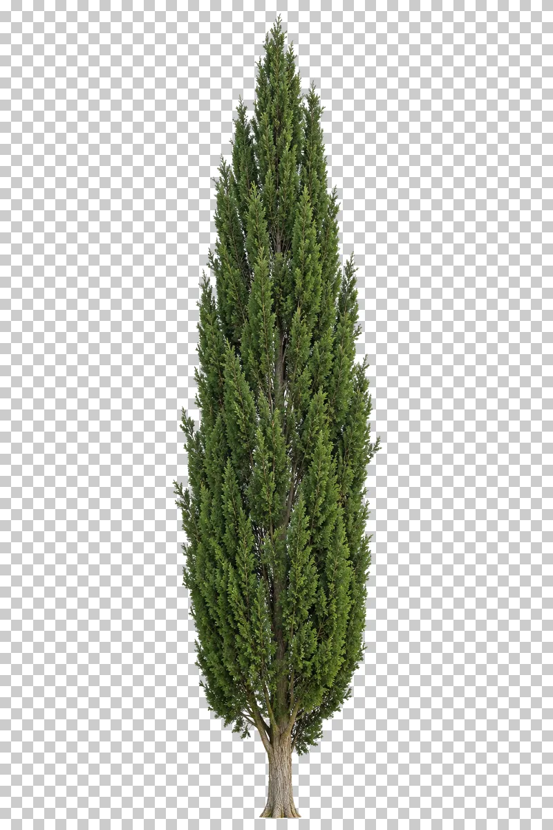 Italian cypress with a slender tapering evergreen column and upright foliage sprays.