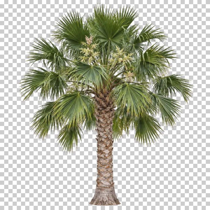 Fan palm with a textured trunk and a radial crown of segmented fan-shaped fronds.