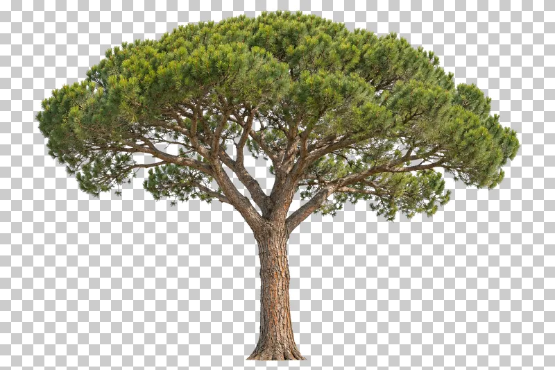 Stone pine with a broad umbrella crown, upward forks and a tall warm-brown trunk.