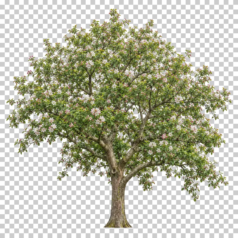 Flowering crabapple with an irregular rounded crown, fresh green leaves and scattered white-pink blossom.