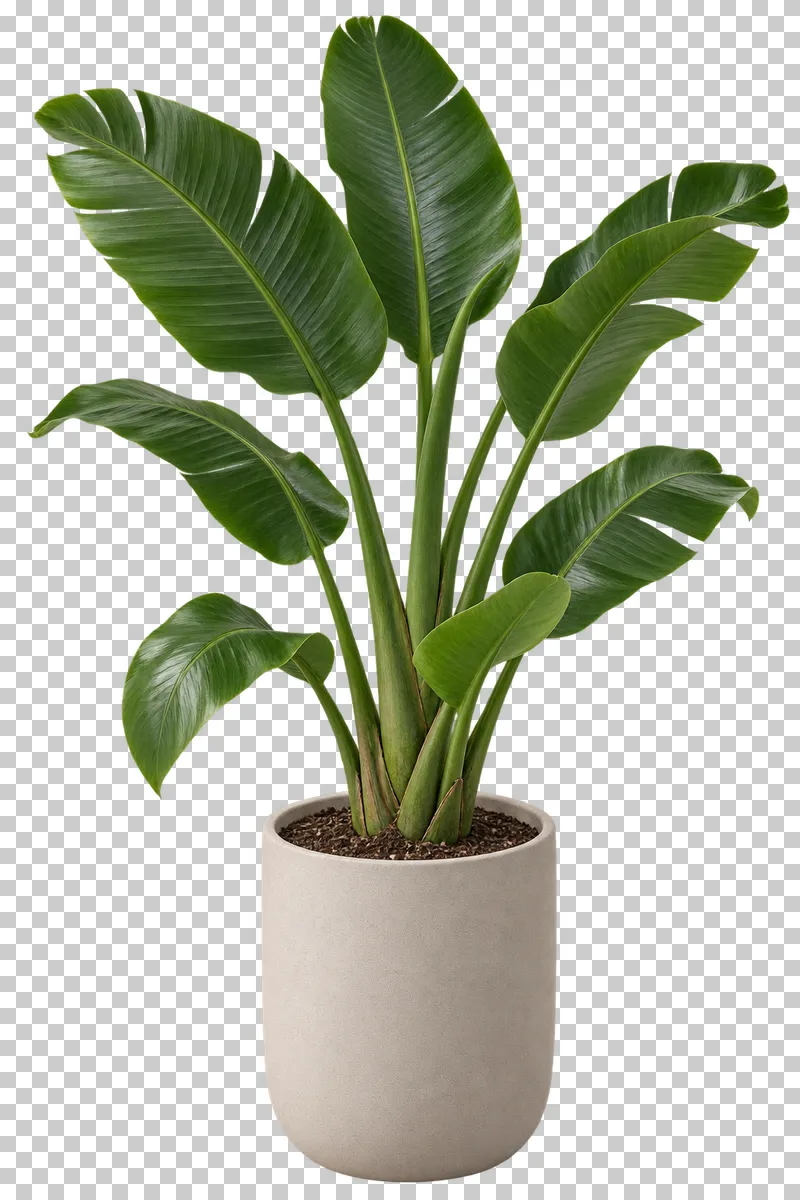Bird of paradise in a plain off-white ceramic barrel, with tall fan of broad paddle-shaped leaves on long individual petioles.