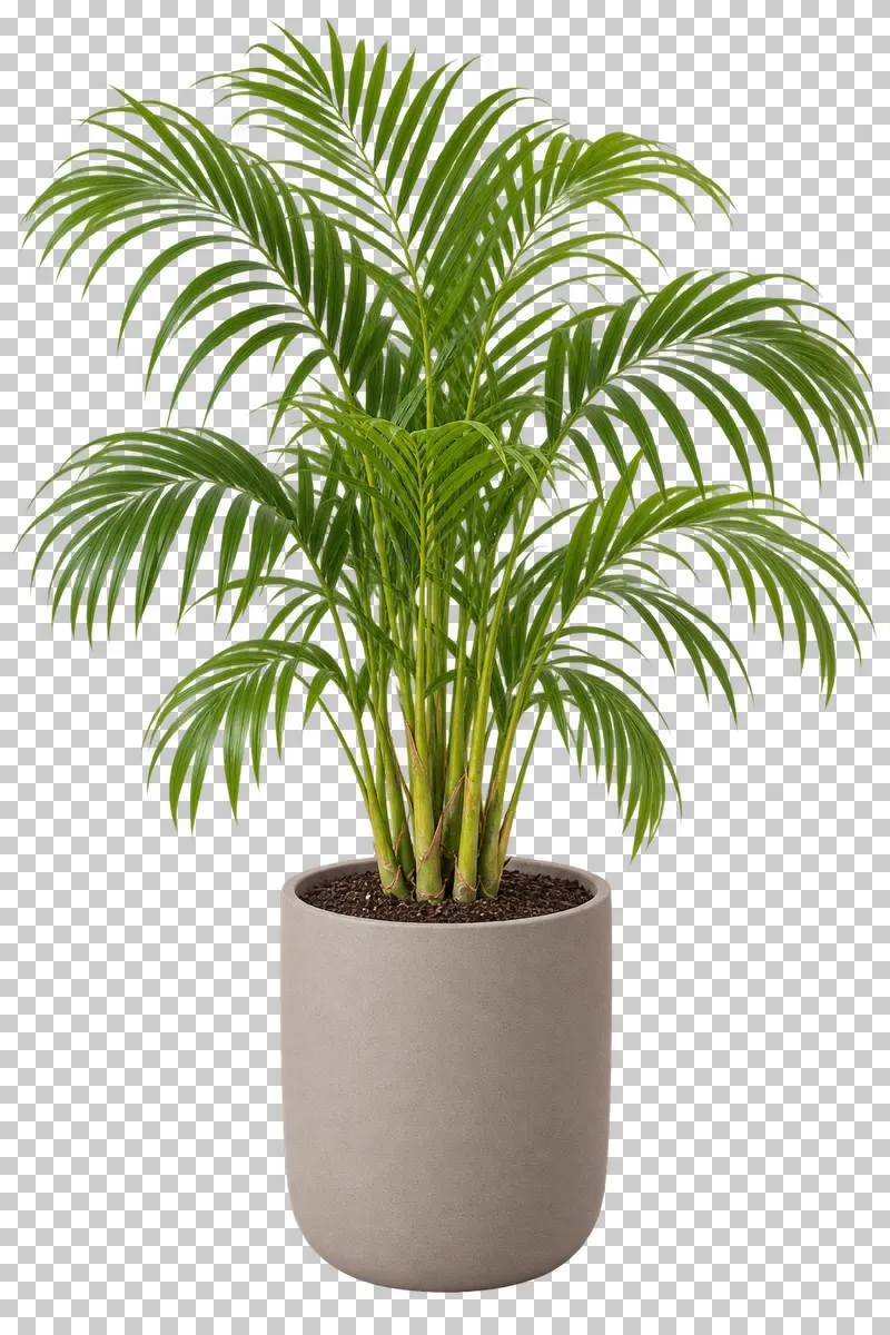 Areca palm in a muted taupe matte composite planter, with clustered slender canes with arching featherlike pinnate fronds.