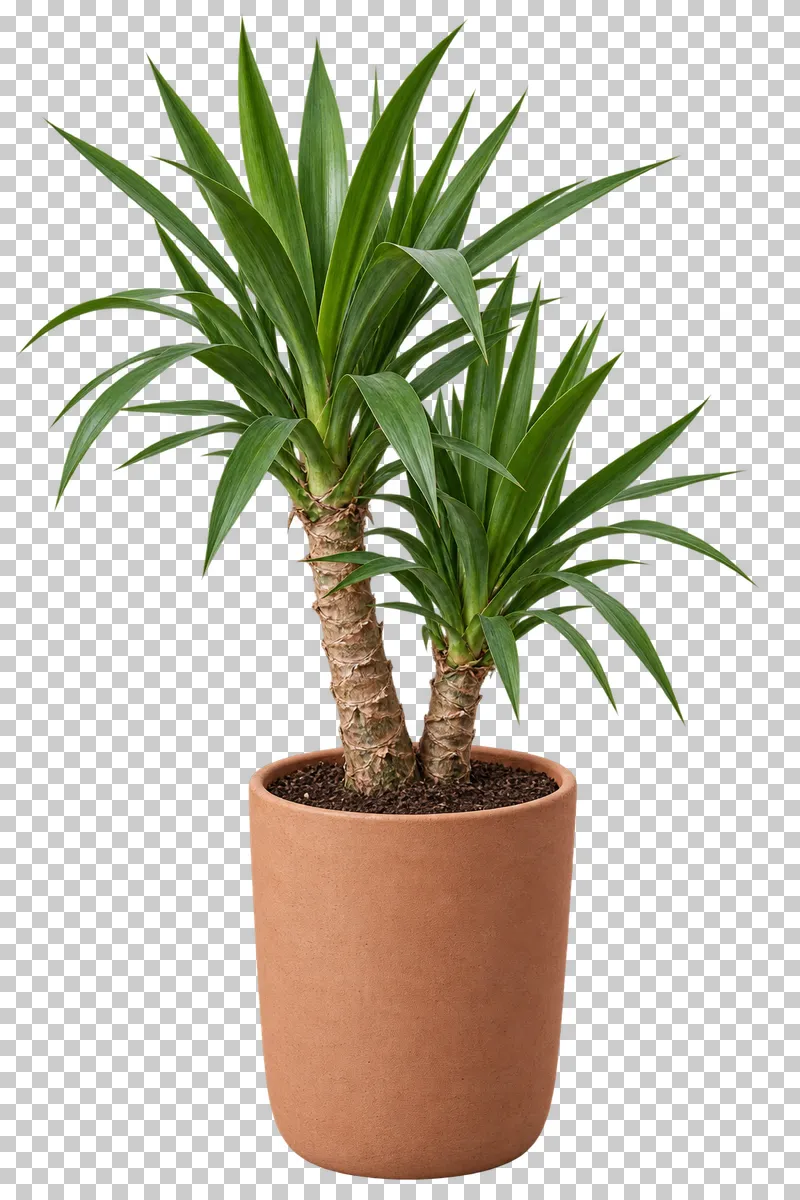 Yucca in a unglazed terracotta tapered cylinder, with two unequal woody canes with stiff sword-leaf rosettes.