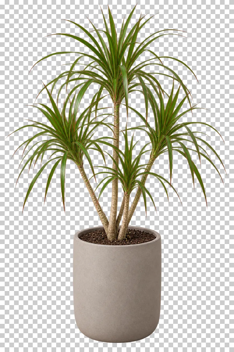 Dracaena in a stone-gray matte ceramic planter, with branching thin canes with airy tufts of narrow green leaves with fine red margins.