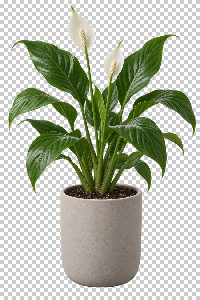 Peace lily in a light-gray matte ceramic pot, with arching lance-shaped leaves and two white spathes with attached spadices.