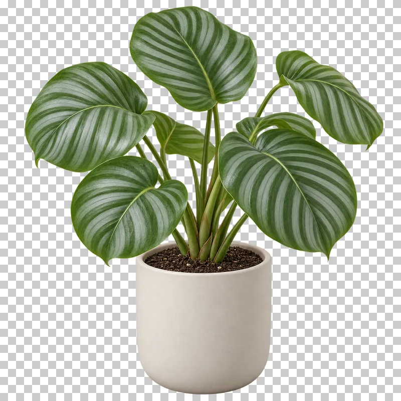 Calathea orbifolia in a plain warm-white ceramic pot, with rounded broad leaves with silver-green stripes on separate petioles.