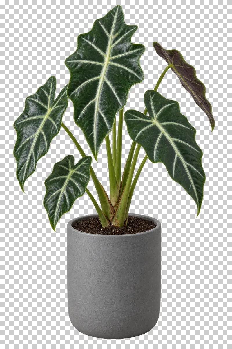 Alocasia in a slate-gray matte ceramic cylinder, with upright shield-shaped deep-green leaves with pale branching veins.