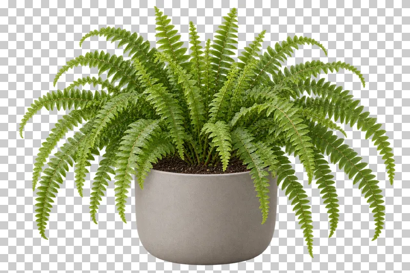 Boston fern in a wide stone-gray matte composite pot, with wide fountain of fine pinnate arching fronds.