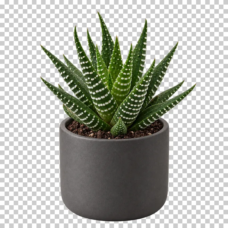 Haworthia in a small charcoal ceramic cylinder, with tight pointed succulent rosette with white raised transverse bands.