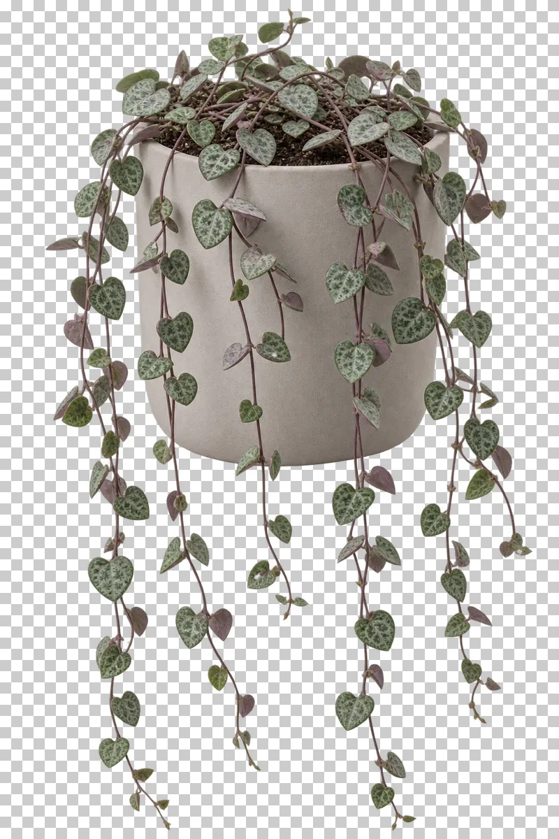 String of hearts in a freestanding small pale-gray ceramic pot with flat base, with fine long drooping stems with tiny paired mottled heart-shaped leaves.