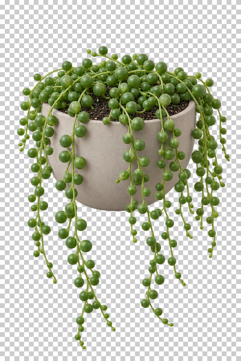 String of pearls in a freestanding sand-colored ceramic bowl with flat base, with thin cascading green stems with attached round beadlike succulent leaves.