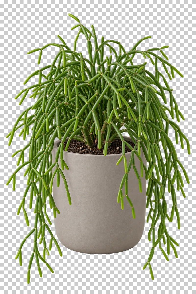 Rhipsalis in a freestanding warm-gray matte composite pot with flat base, with dense pendant branching network of slender cylindrical jointed green stems.