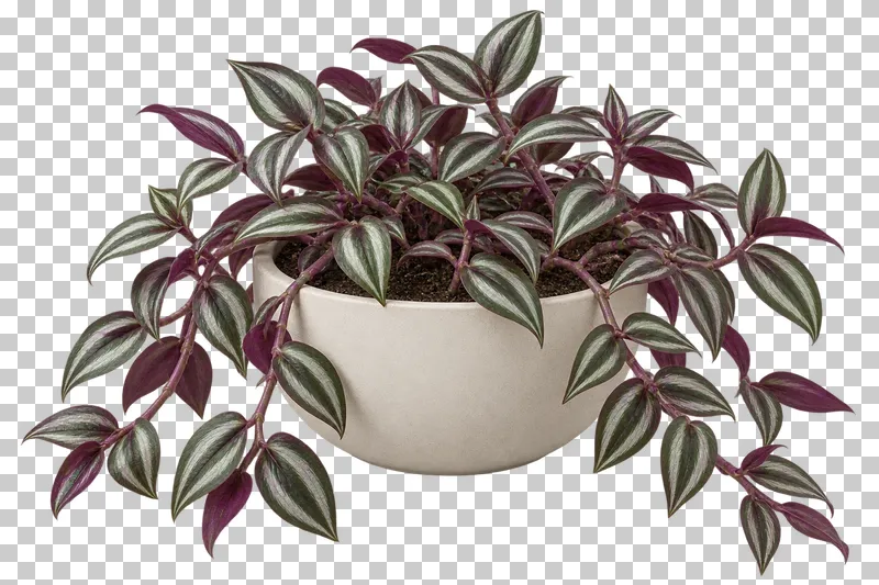 Tradescantia in a freestanding plain off-white ceramic bowl with flat base, with low spreading and trailing purple stems with alternating silver-green striped purple-backed leaves.