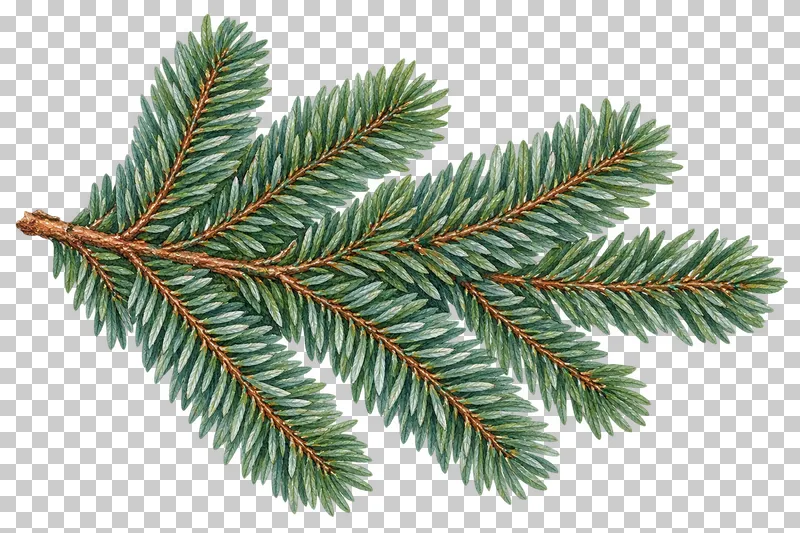 Watercolor silver fir bough with short blue-green needles along a branching stem.