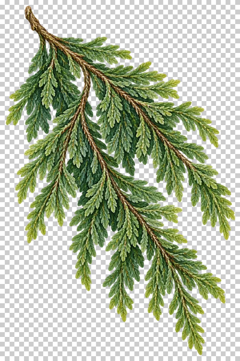 Watercolor cedar spray with flattened green foliage and a gently arching woody stem.