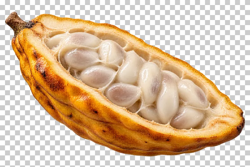 A lengthwise cacao pod half containing seeds covered in moist ivory pulp.