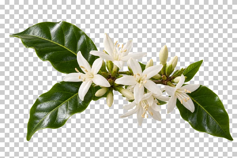 A coffee sprig with white blossoms and green leaves.