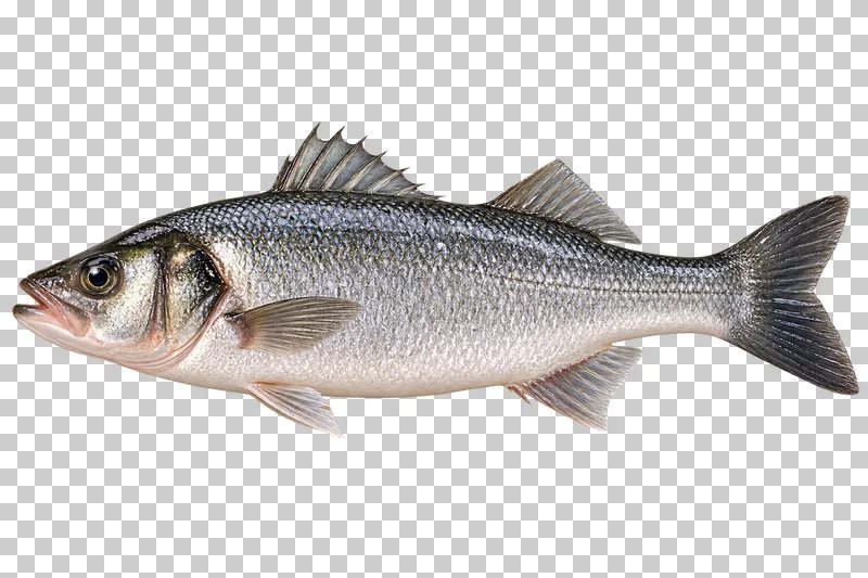 Whole European sea bass, isolated on a transparent background.