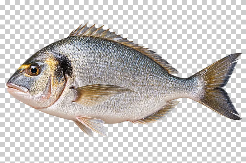 Whole gilthead sea bream, isolated on a transparent background.